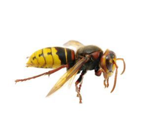 Destruction nid de frelons et guêpes